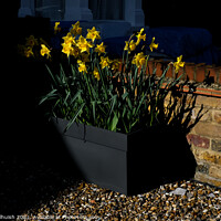 Buy canvas prints of Daffodils in a pebble drive by Sara Melhuish