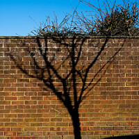Buy canvas prints of Shadow of a tree by Sara Melhuish