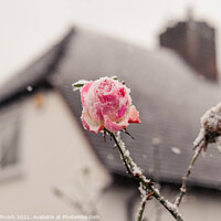 Buy canvas prints of Snow covered pink rose  by Sara Melhuish