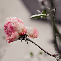 Buy canvas prints of Pink petals in the snow by Sara Melhuish