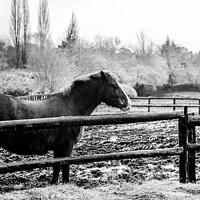 Buy canvas prints of A horse in the snow by Sara Melhuish