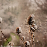 Buy canvas prints of snow covered thistles  by Sara Melhuish