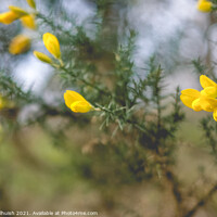 Buy canvas prints of Gorse by Sara Melhuish