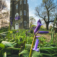 Buy canvas prints of Bluebells and Sevendroog Castle by Sara Melhuish