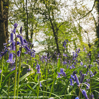 Buy canvas prints of Bluebells by Sara Melhuish