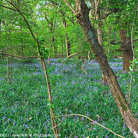 Buy canvas prints of A carpet of bluebells by Sara Melhuish