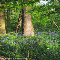 Buy canvas prints of Traditional bluebells by Sara Melhuish