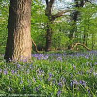 Buy canvas prints of Bluebells and trees by Sara Melhuish