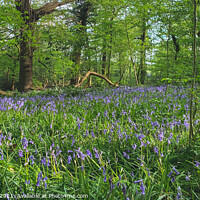 Buy canvas prints of a bluebell clearing by Sara Melhuish