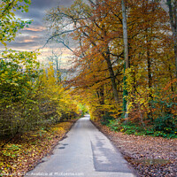 Buy canvas prints of Autumn trees in the chilterns by Piers Thompson