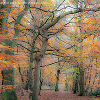 Buy canvas prints of Autumn trees in a beautiful woodland by Piers Thompson