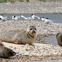 Buy canvas prints of Grey seals soaking up some sun by Piers Thompson