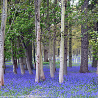 Buy canvas prints of Springtime bluebells in an English woodland by Piers Thompson