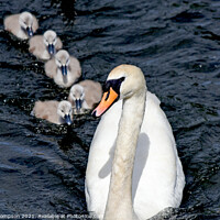 Buy canvas prints of Swan with Signets on the river thames by Piers Thompson