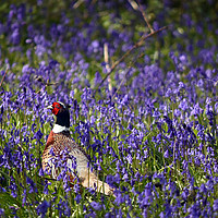 Buy canvas prints of Pheasant in Blue Bell woods, Oxfordshire. by Piers Thompson