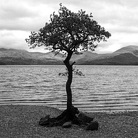 Buy canvas prints of Tree in Loch Lomond by Piers Thompson