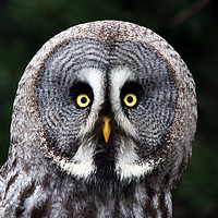 Buy canvas prints of Closeup of the Great Grey Owl by Piers Thompson