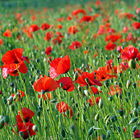 Buy canvas prints of Poppy field by Piers Thompson