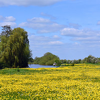 Buy canvas prints of Buttercups by River Thames by Piers Thompson