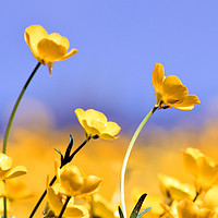 Buy canvas prints of Buttercups in spring by Piers Thompson