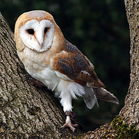Buy canvas prints of Barn owl on a tree by Piers Thompson