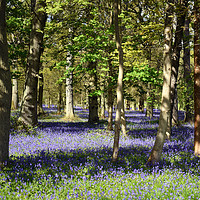 Buy canvas prints of Bluebell woodland  by Piers Thompson