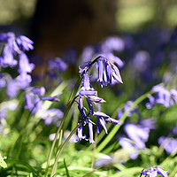 Buy canvas prints of Bluebells close up by Piers Thompson