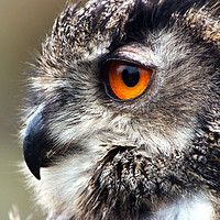 Buy canvas prints of Closeup portrait of a European Eagle Owl  by Piers Thompson
