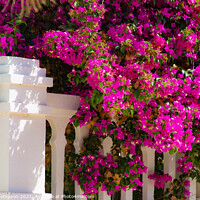 Buy canvas prints of Beautiful Bougainvillea in Spain by Piers Thompson