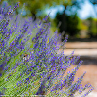 Buy canvas prints of Lavender flowers in the outskirts of Ronda, Andalusia, Spain by Piers Thompson