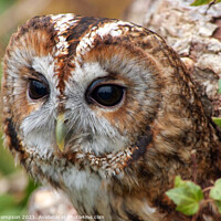 Buy canvas prints of A close up of a tawny owl by Piers Thompson