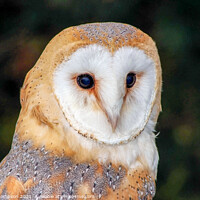Buy canvas prints of A portrait of a Barn Owl by Piers Thompson