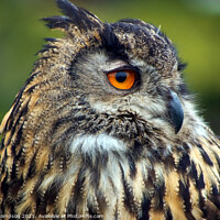 Buy canvas prints of The European Eagle Owl by Piers Thompson