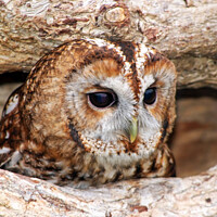 Buy canvas prints of Tawny owl hiding in a tree by Piers Thompson