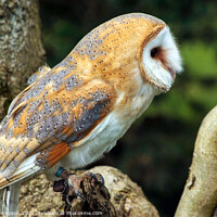 Buy canvas prints of The barn owl perched by Piers Thompson