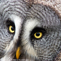 Buy canvas prints of Portrait of a Great grey owl  by Piers Thompson