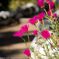 Buy canvas prints of Pink wild flowers in The Gibraltar Botanic Gardens  by Piers Thompson