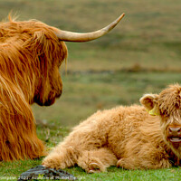 Buy canvas prints of Mother and baby highland cattle by Piers Thompson