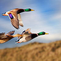 Buy canvas prints of DUCKS ON THE OGMORE RIVER by SCOTT WARNE