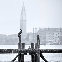 Buy canvas prints of Cormorant A Venezia by Andy Walker