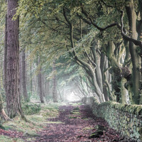 Buy canvas prints of A walk through the Beech and Pine trees by Russell Burton