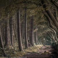 Buy canvas prints of Upper Moor with the beech and pine trees by Russell Burton