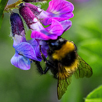 Buy canvas prints of Busy bee by Russell Burton
