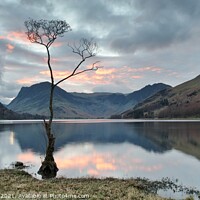 Buy canvas prints of Lone tree at Buttermere by Russell Burton