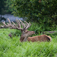 Buy canvas prints of Red Deer Stag by Andrew Paul Myers