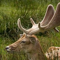 Buy canvas prints of Fallow Deer Stag by Andrew Paul Myers