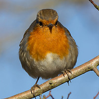 Buy canvas prints of The Angry Fat Robin by Andrew Paul Myers