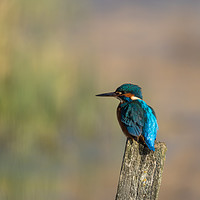 Buy canvas prints of Kingfisher by Andrew Paul Myers