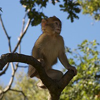 Buy canvas prints of Baby Monkey by Philip Collyer