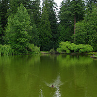 Buy canvas prints of The Moody Greens of the Temperate Rain Forest Pond by Chris Langley